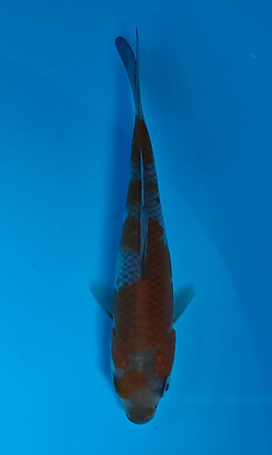 Juara 3