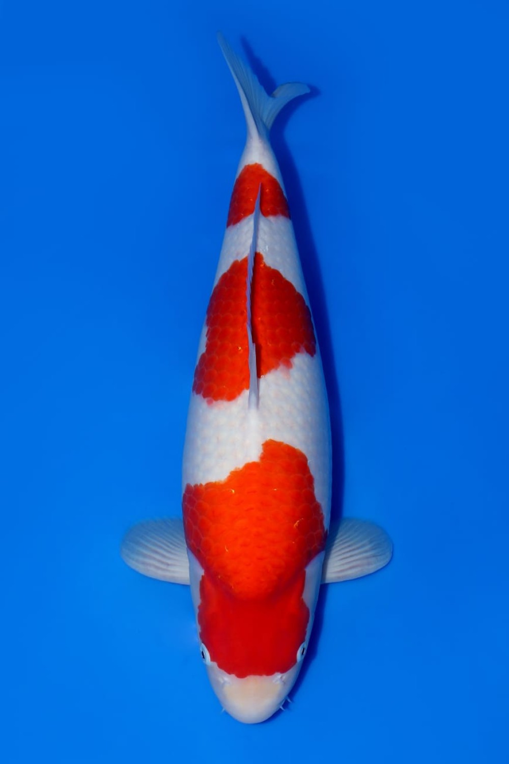 Juara 1