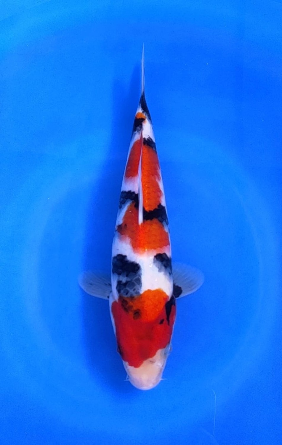 Juara 4