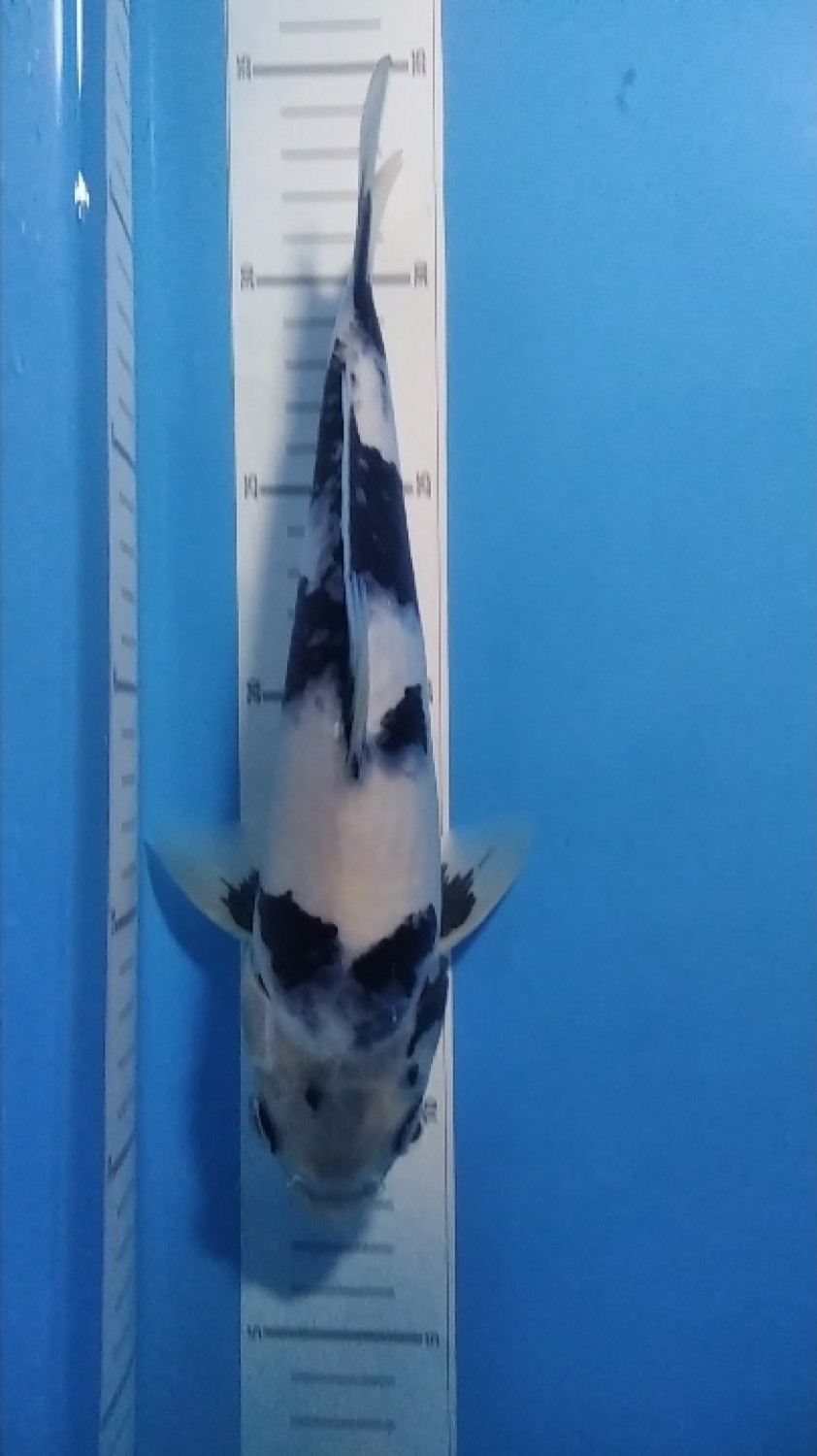 Juara 4