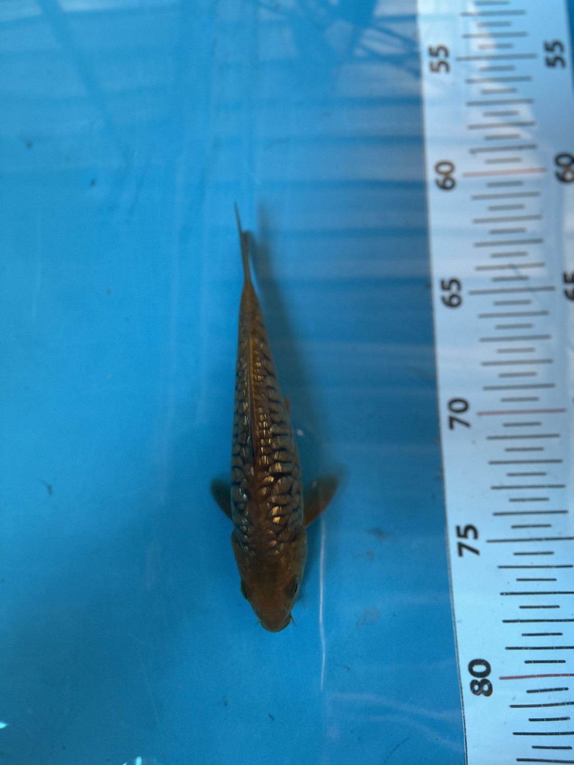 Best In Size F 13 - 15 cm