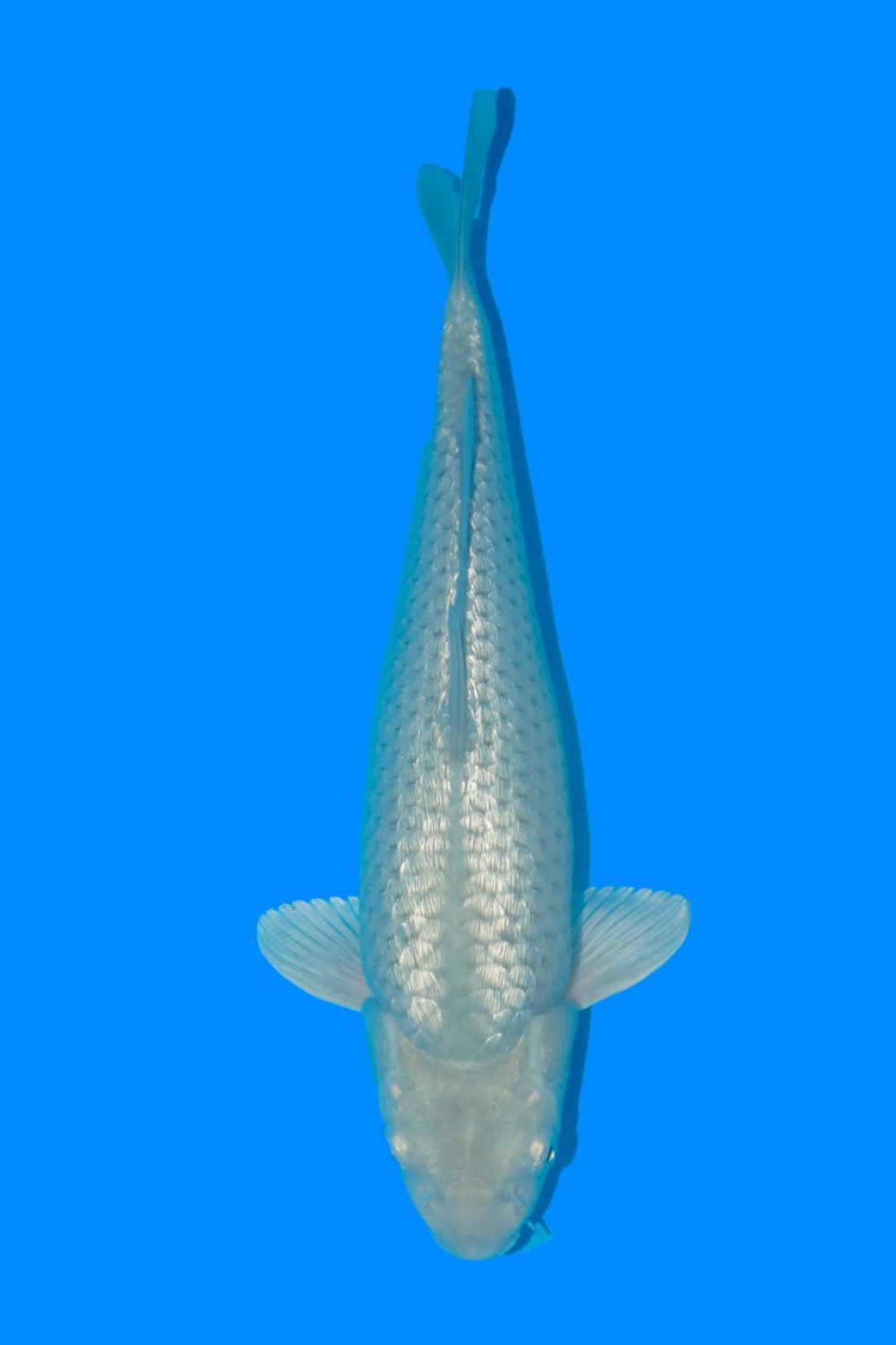 Juara 2