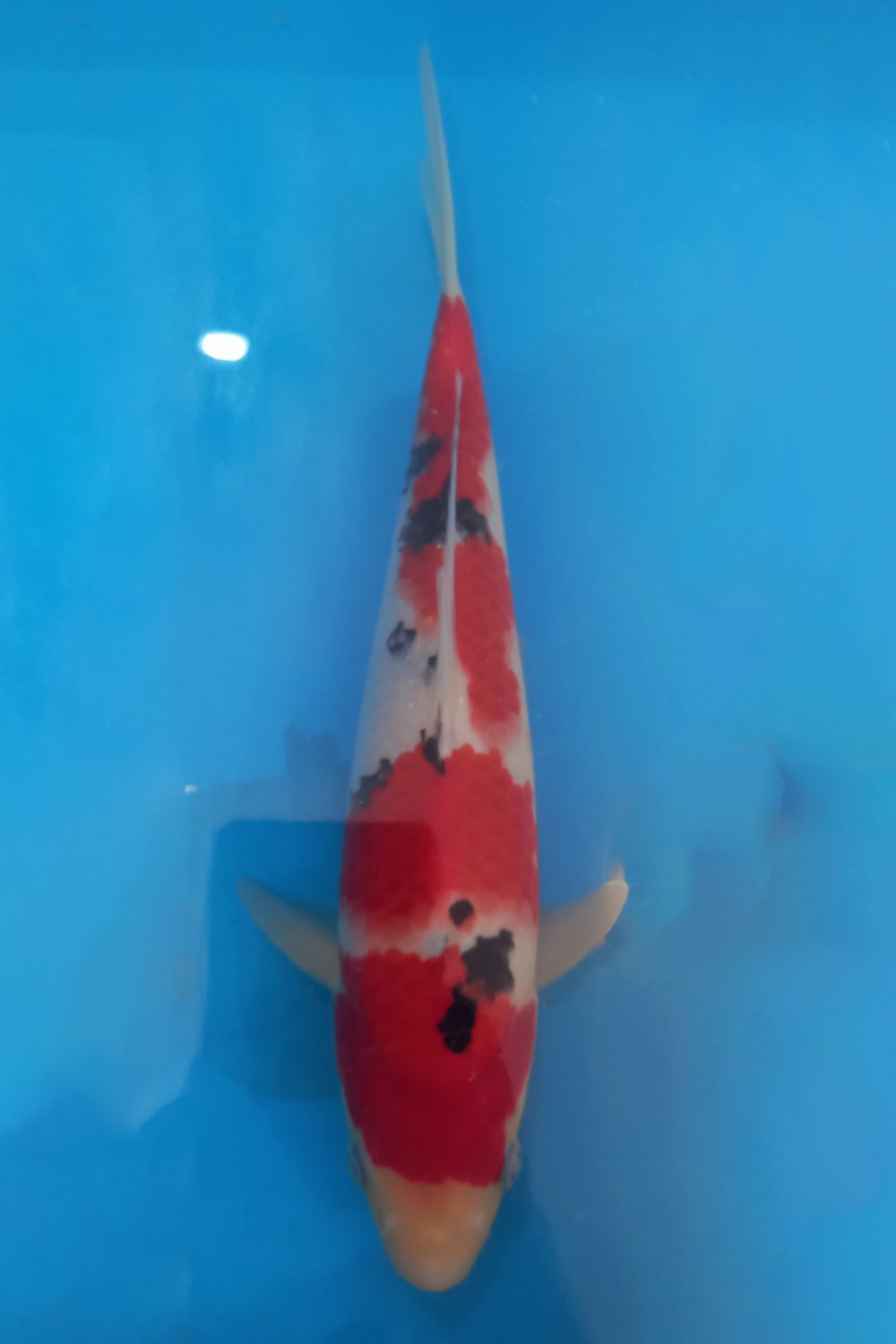 Juara 2