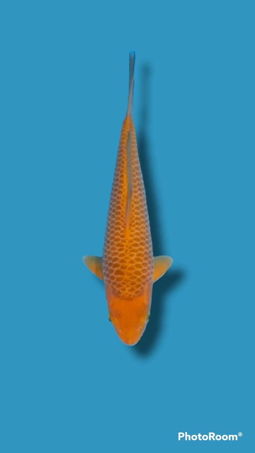Juara 2