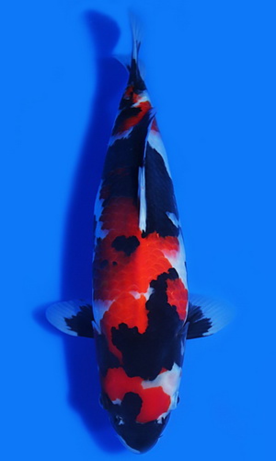 Juara 2