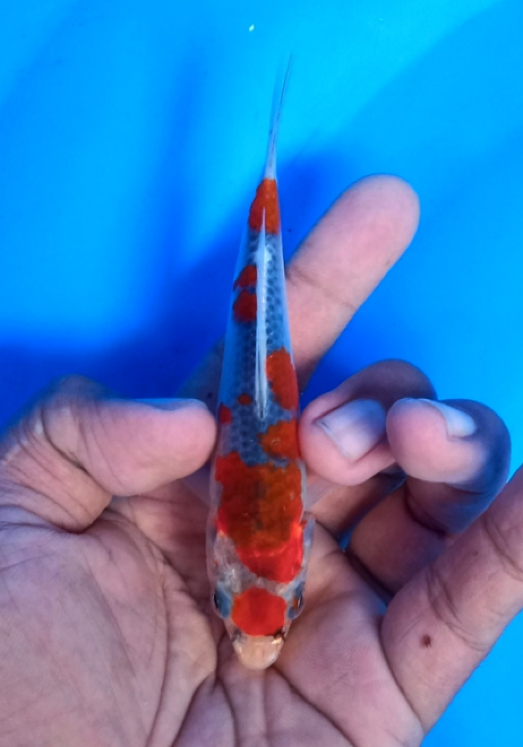 Juara 2
