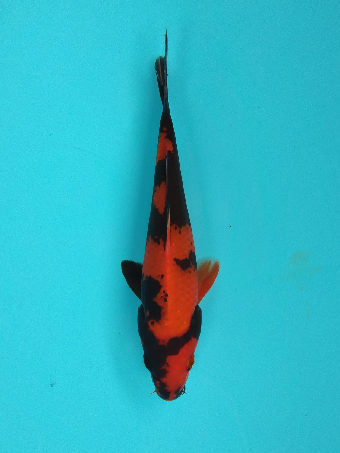 Juara 1