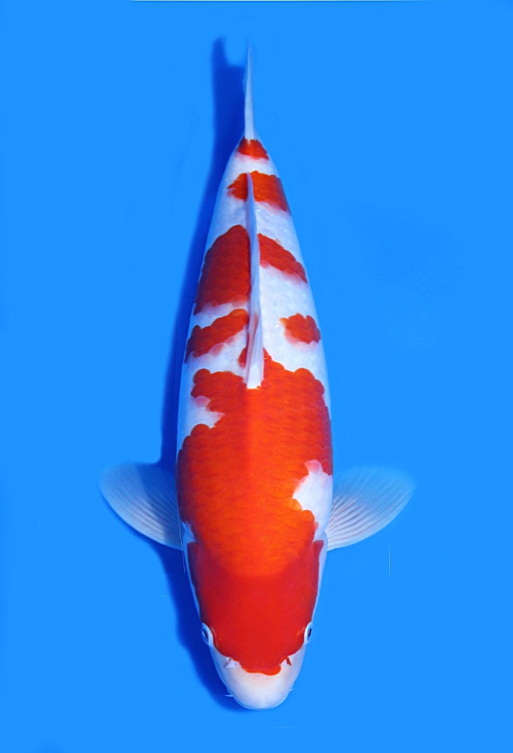 Juara 1