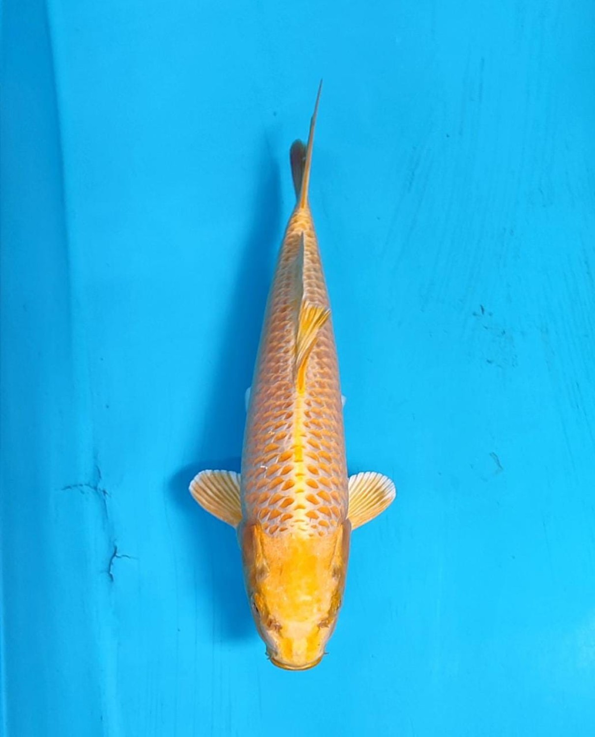 Juara 4