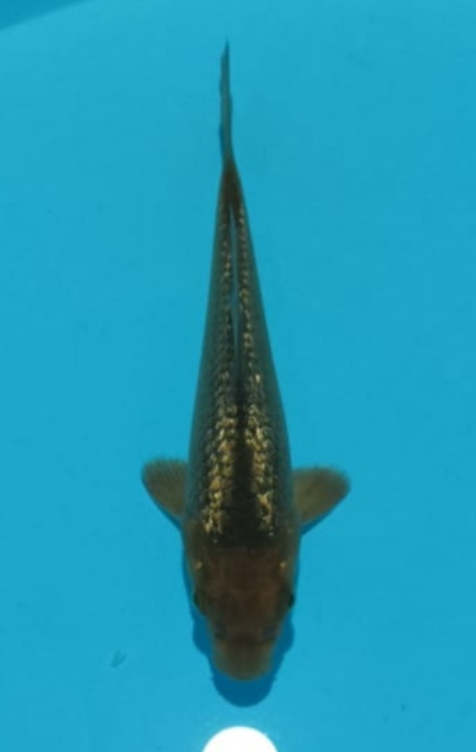 Juara 5