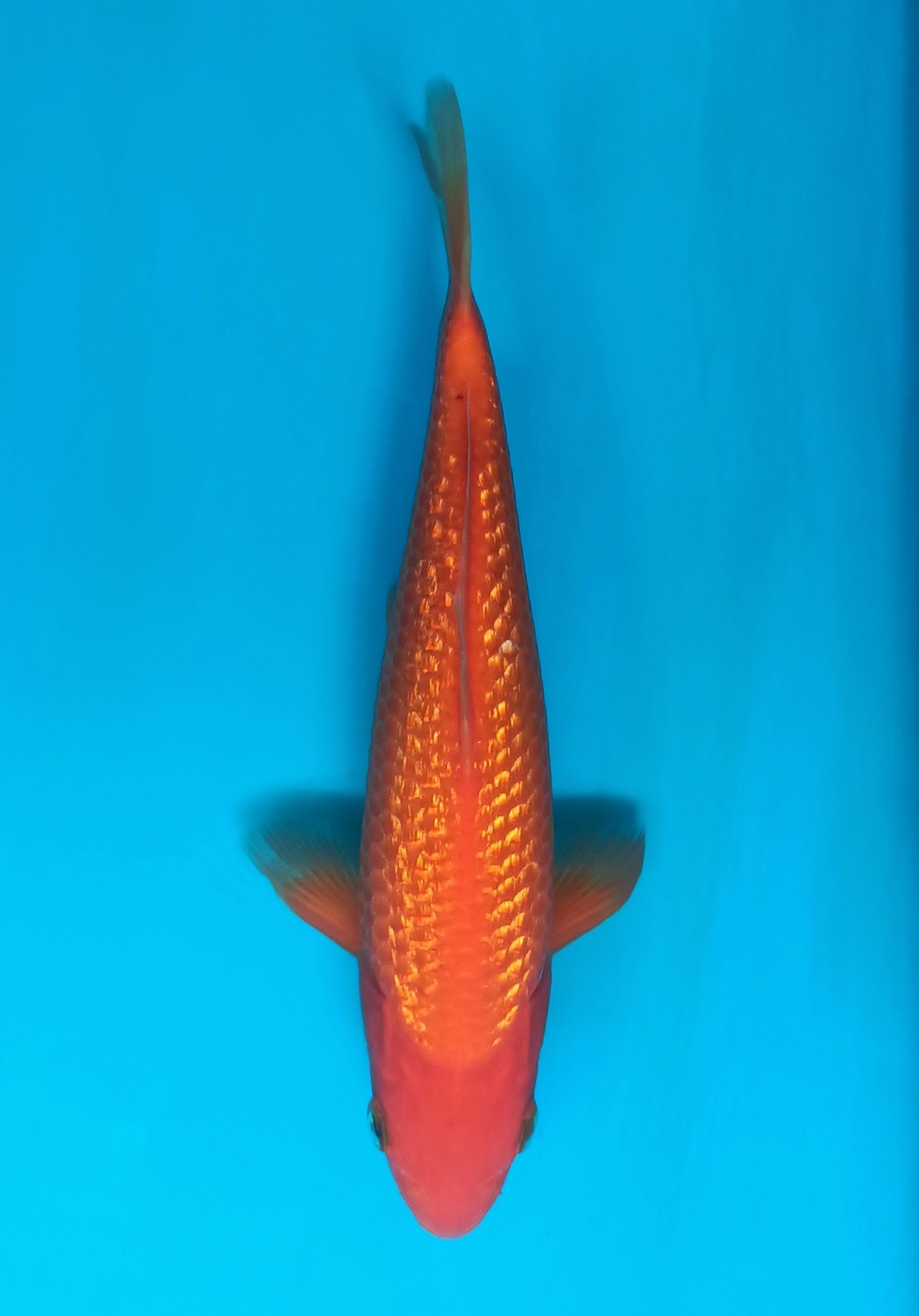 Juara 2