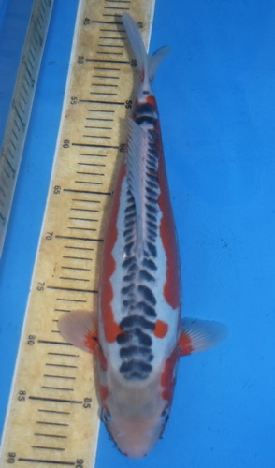 Best In Size D 61 - 65 cm