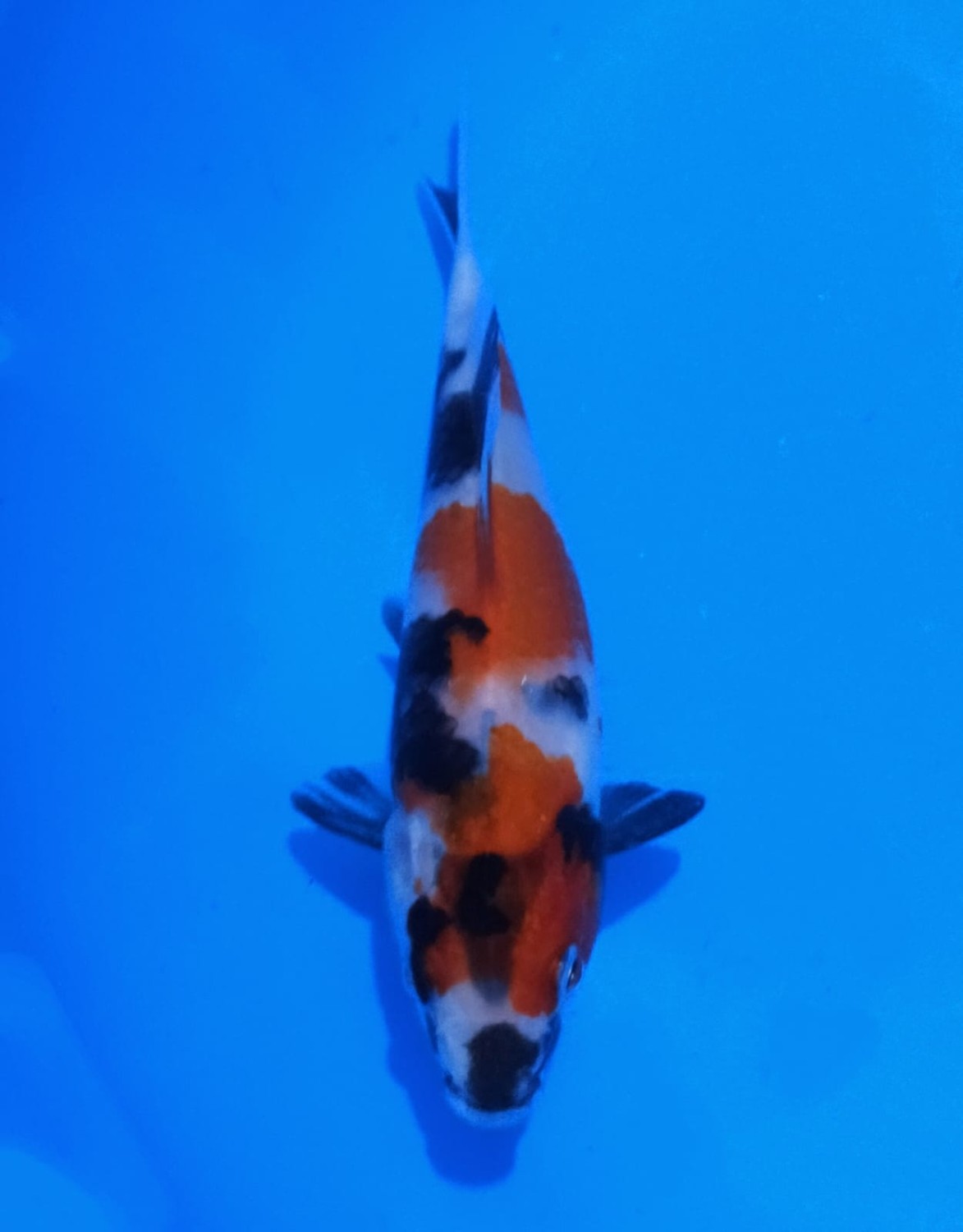 Juara 5