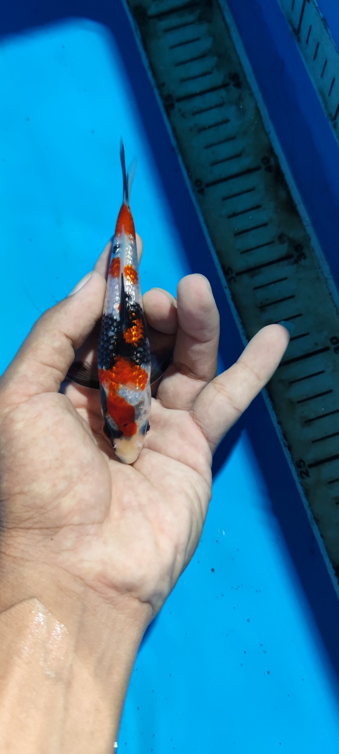 Best In Size B 13-15 cm
