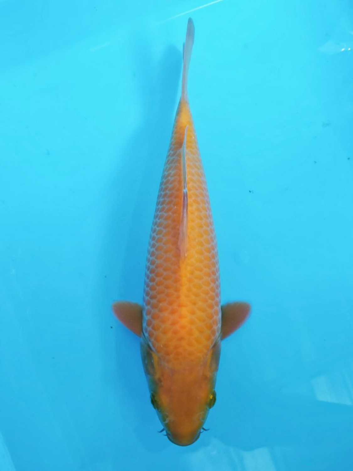 Juara 2