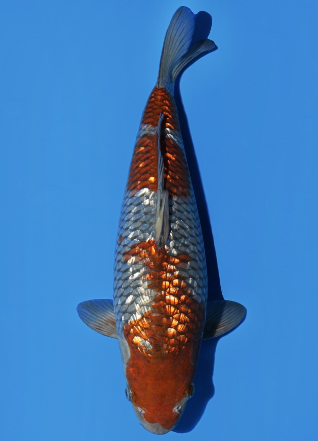 Juara 2