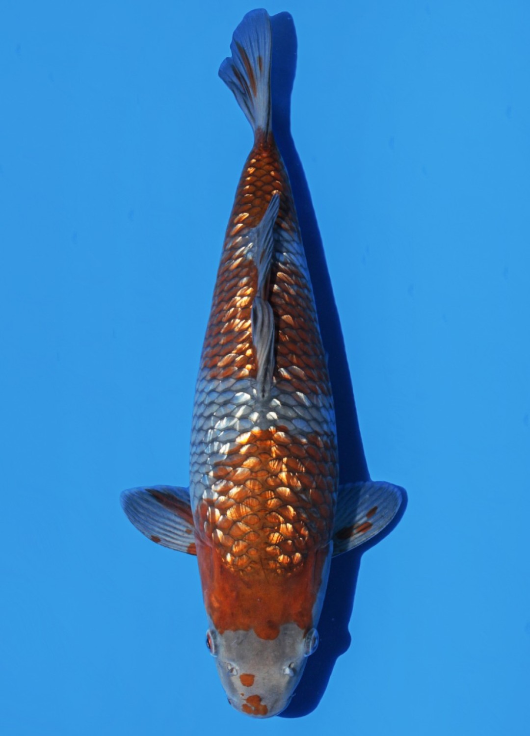 Juara 3