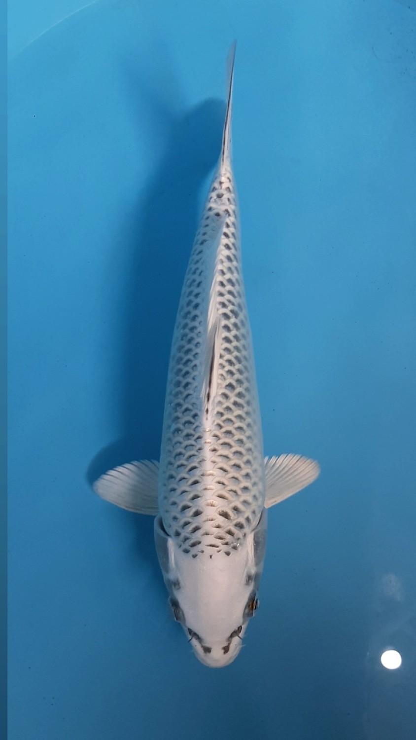 Juara 1