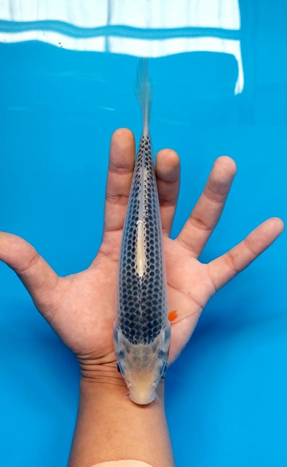Juara 2
