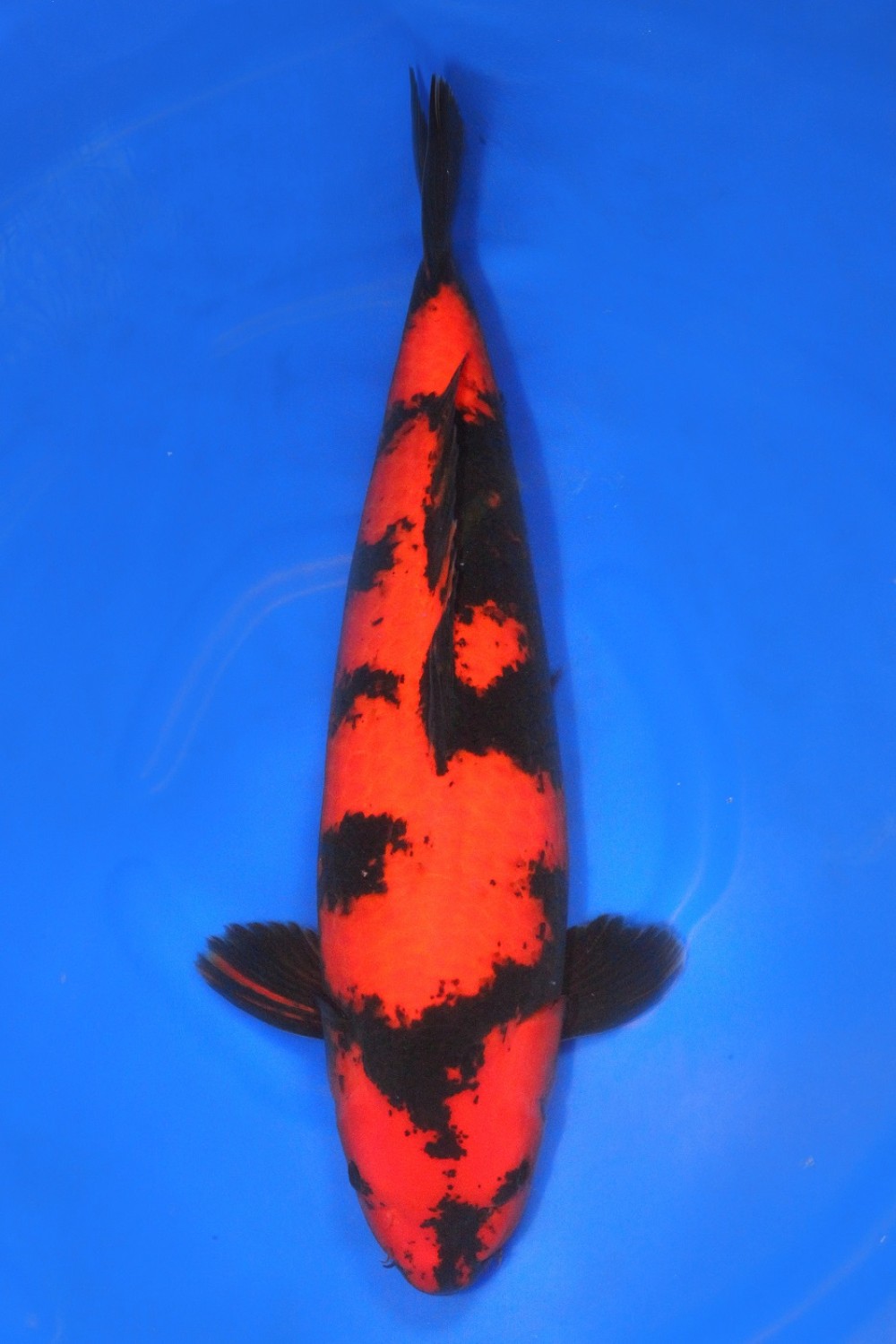 Juara 1
