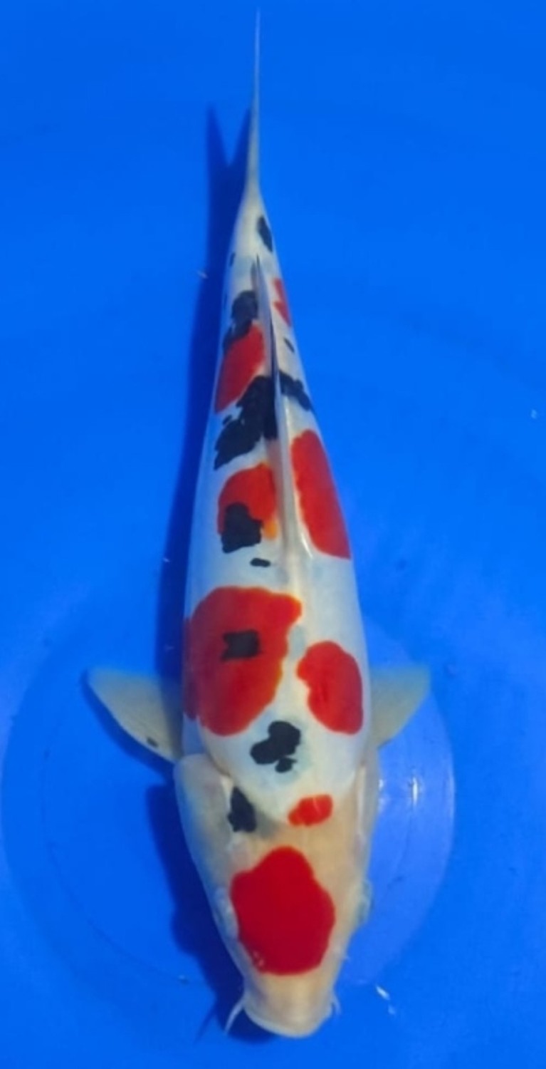 Best In Size C 26 - 30 cm