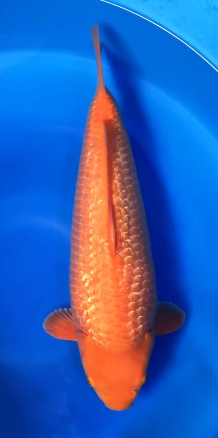 Best In Size E 41 - 45 cm
