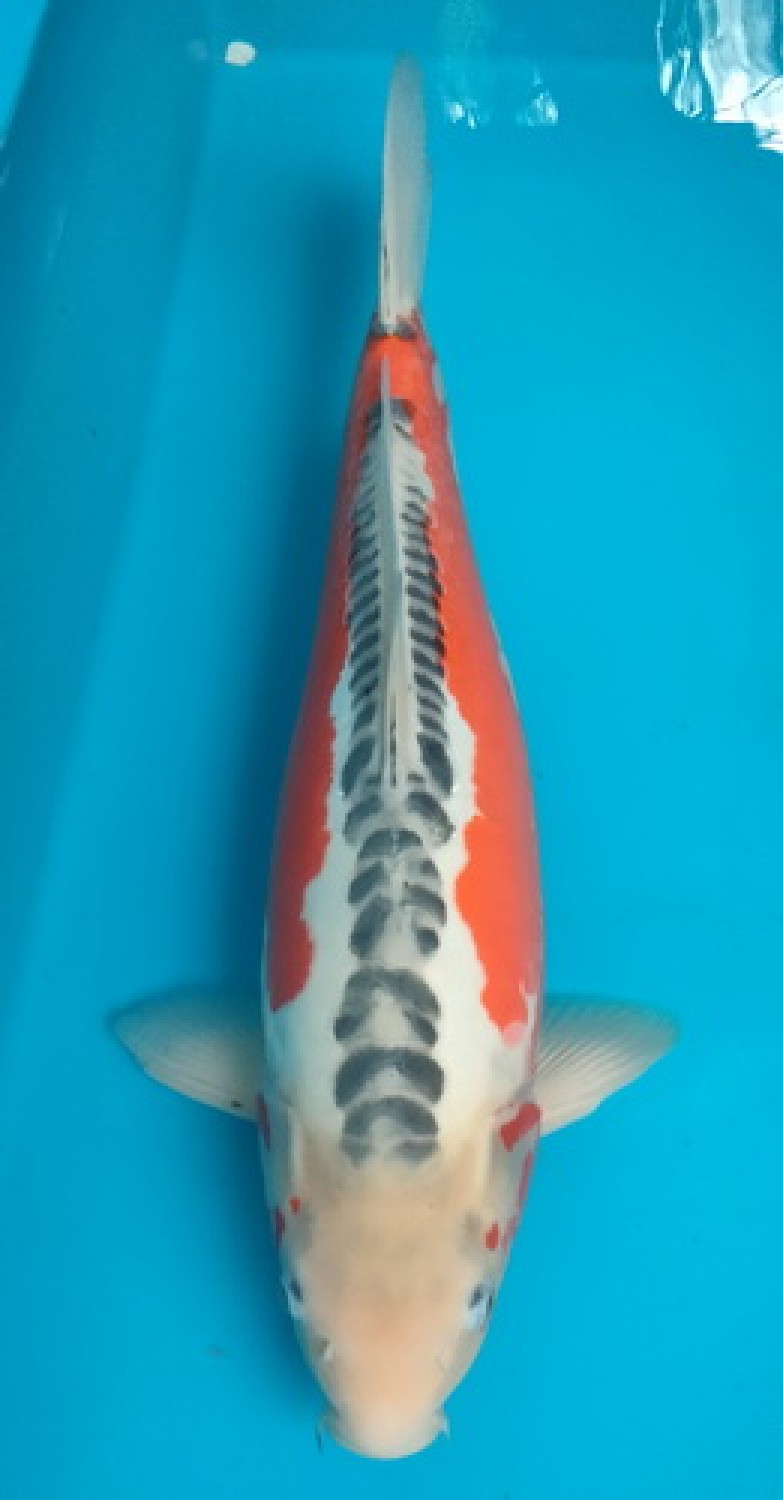 Best In Size D 51 - 55 cm