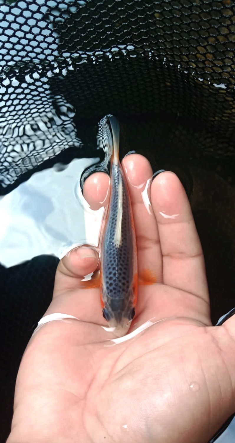 Juara 1