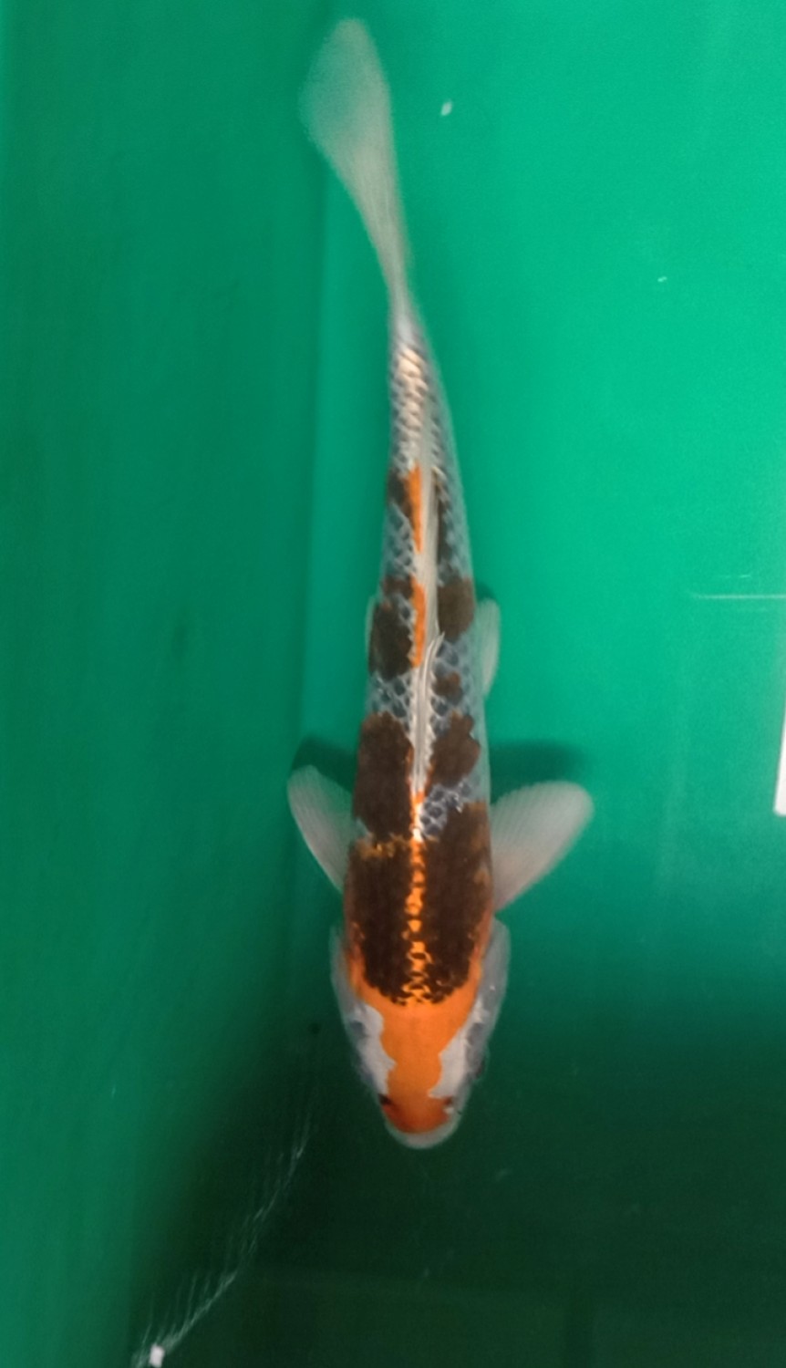 Juara 1