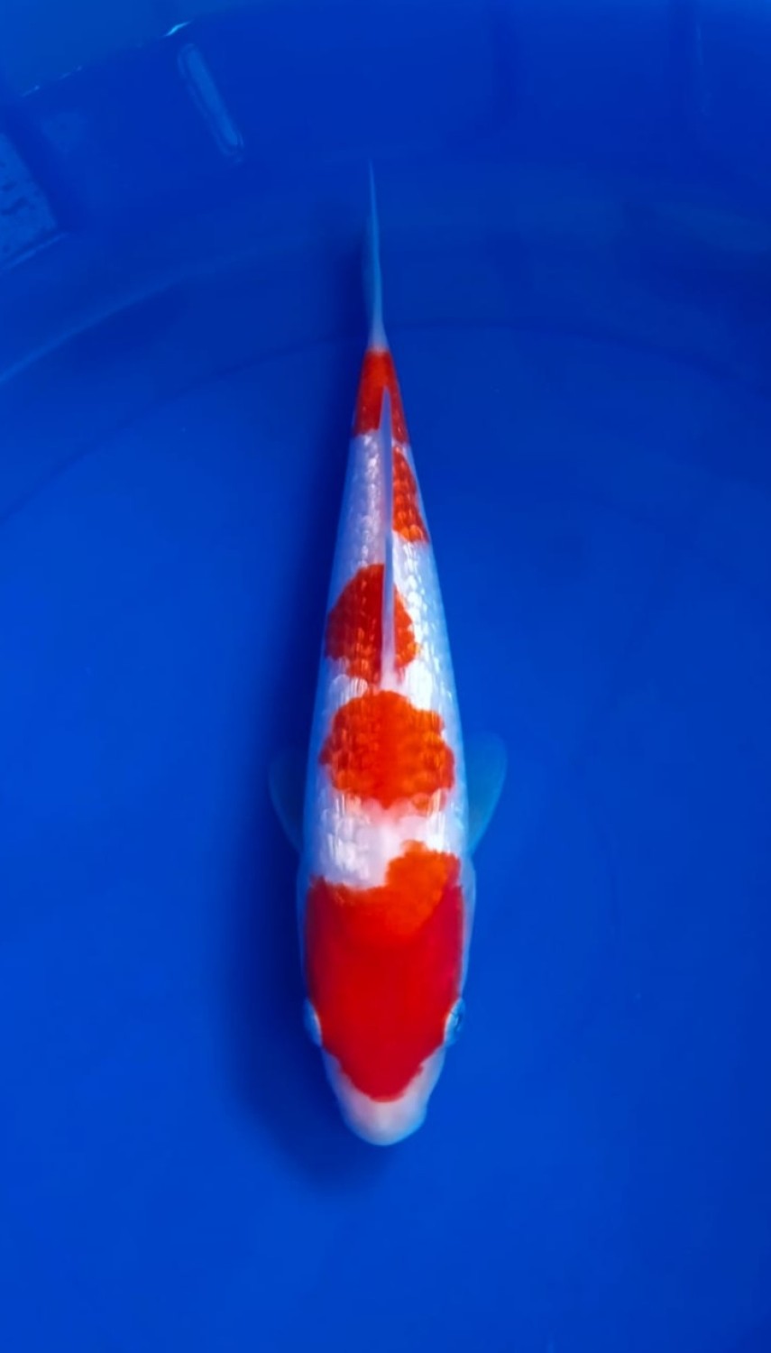 Juara 5