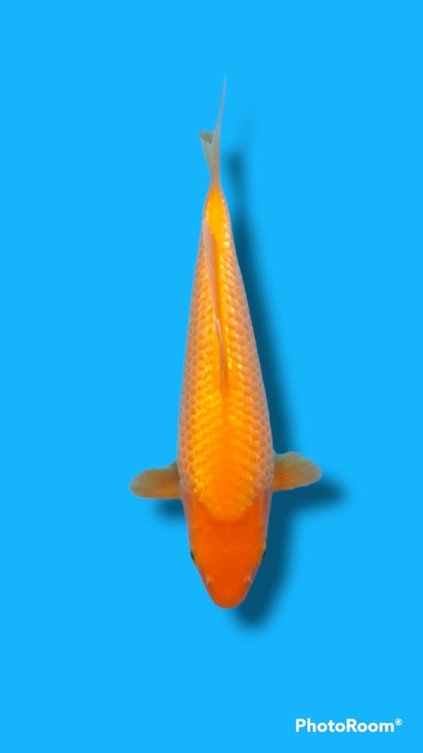 Best In Size E 16 - 20 cm