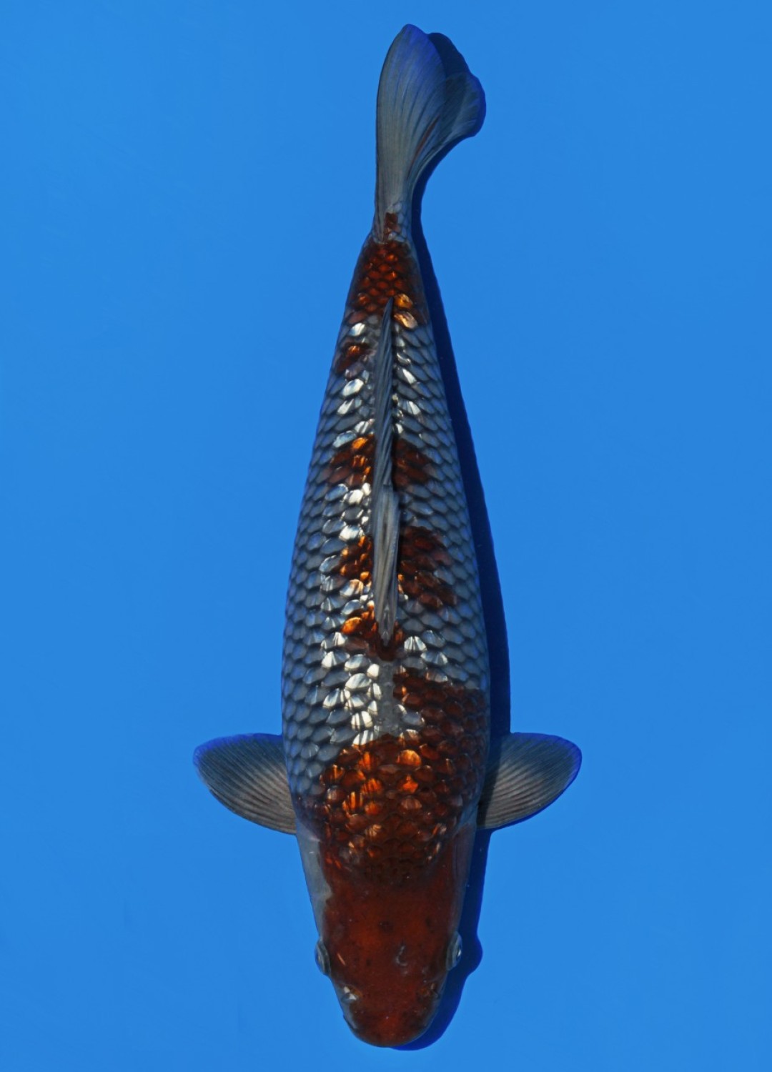 Juara 2
