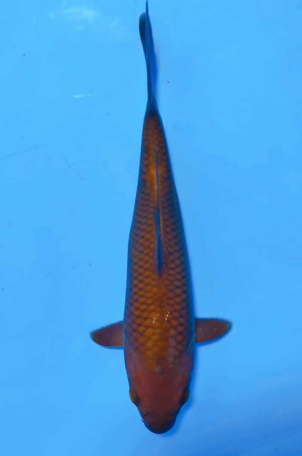 Juara 3