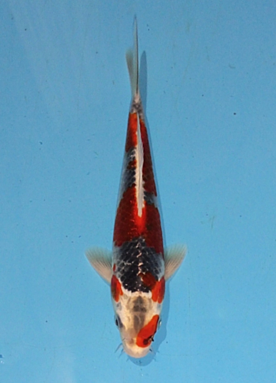 Juara 3