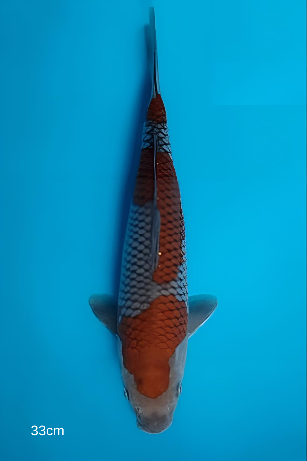 Juara 1