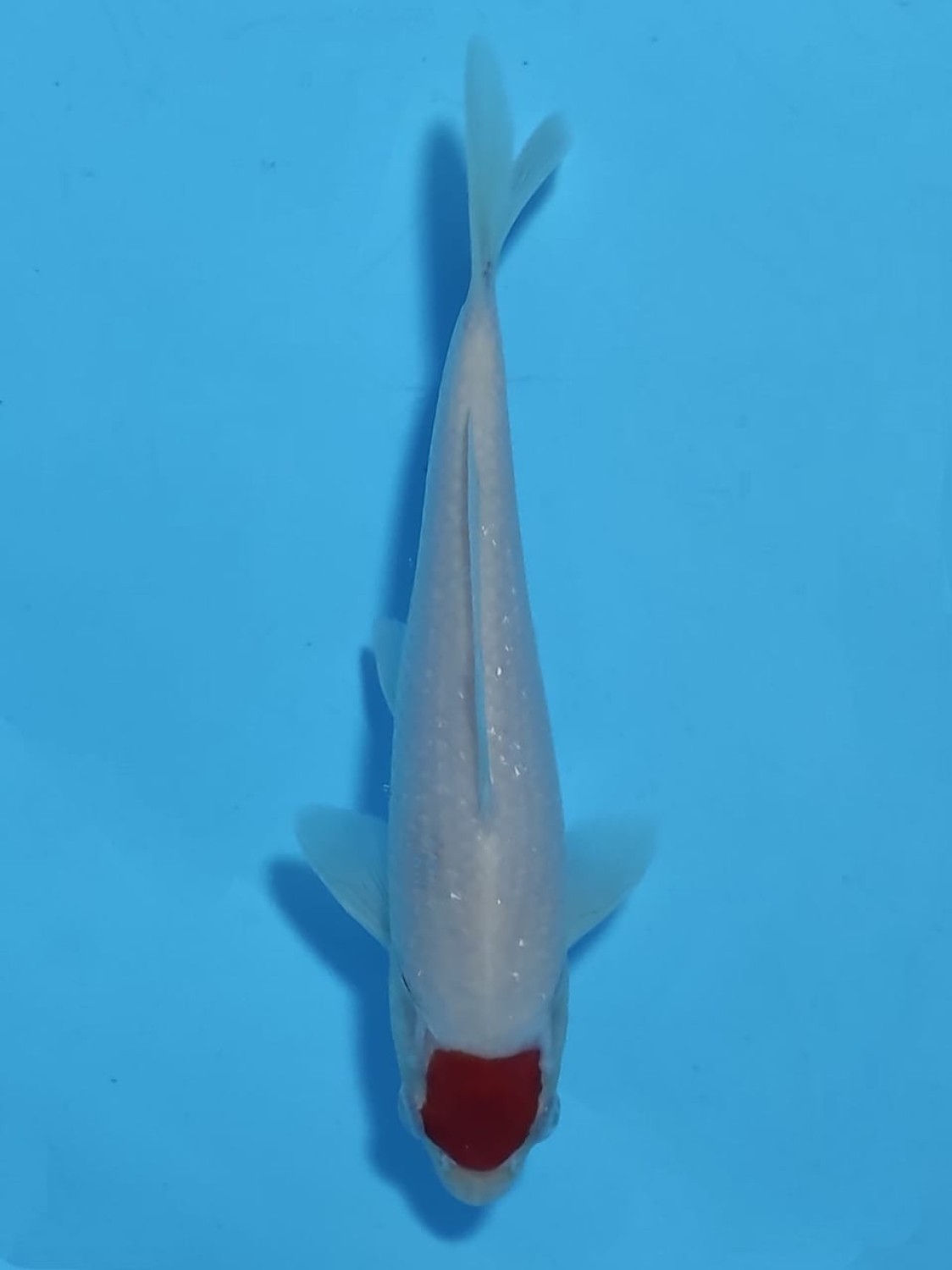Juara 5