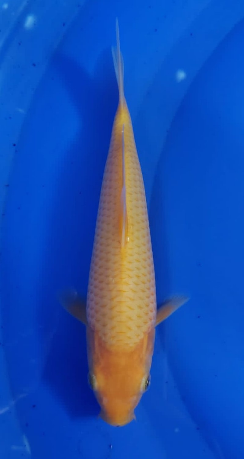 Juara 1