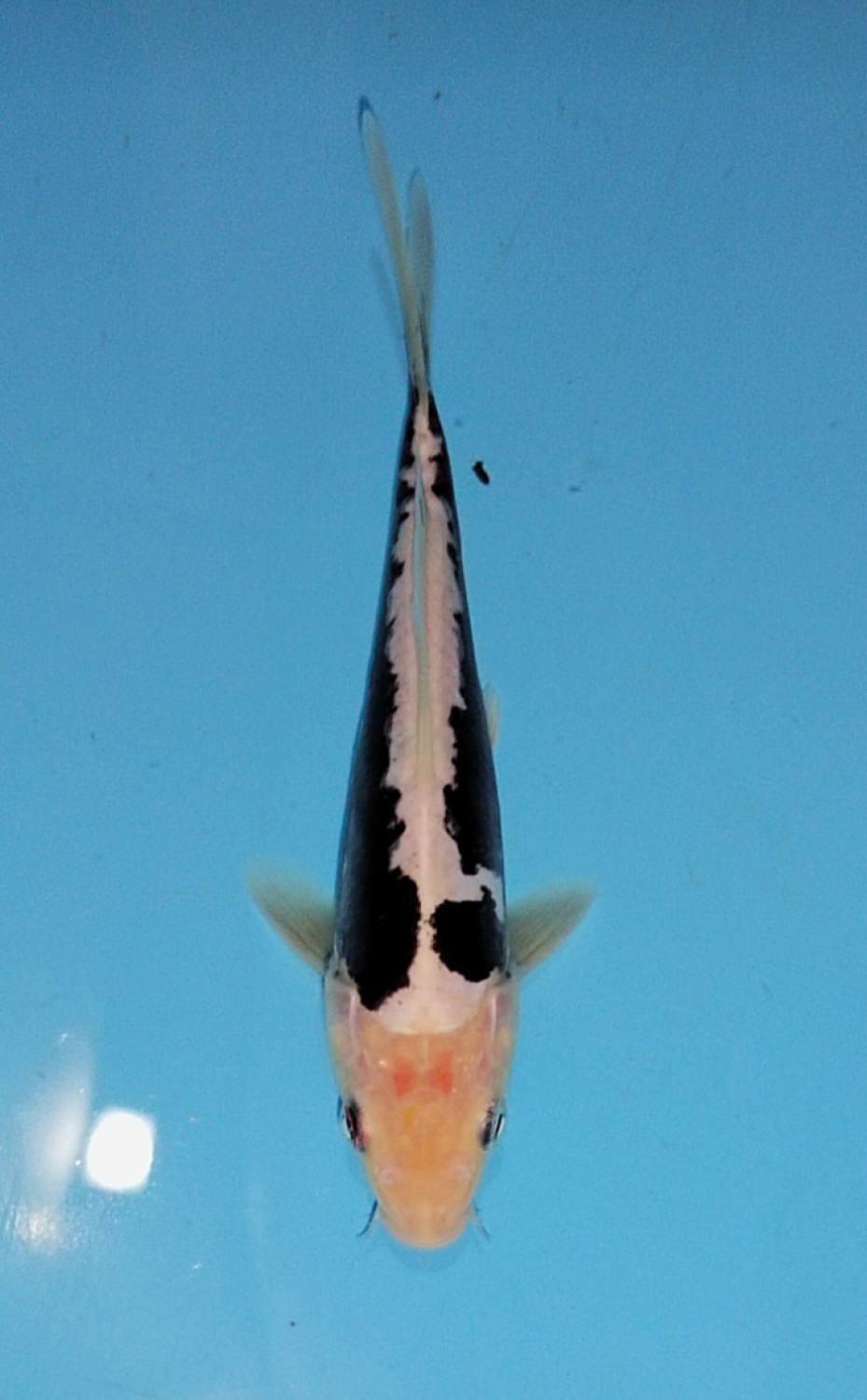 Juara 2