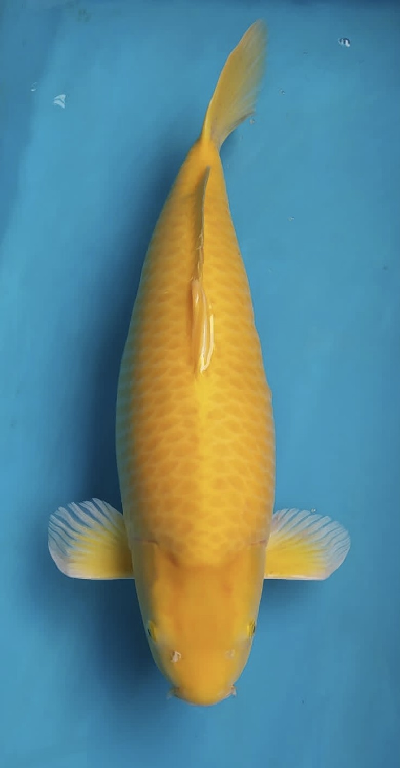 Best In Size E 61 - 65 cm