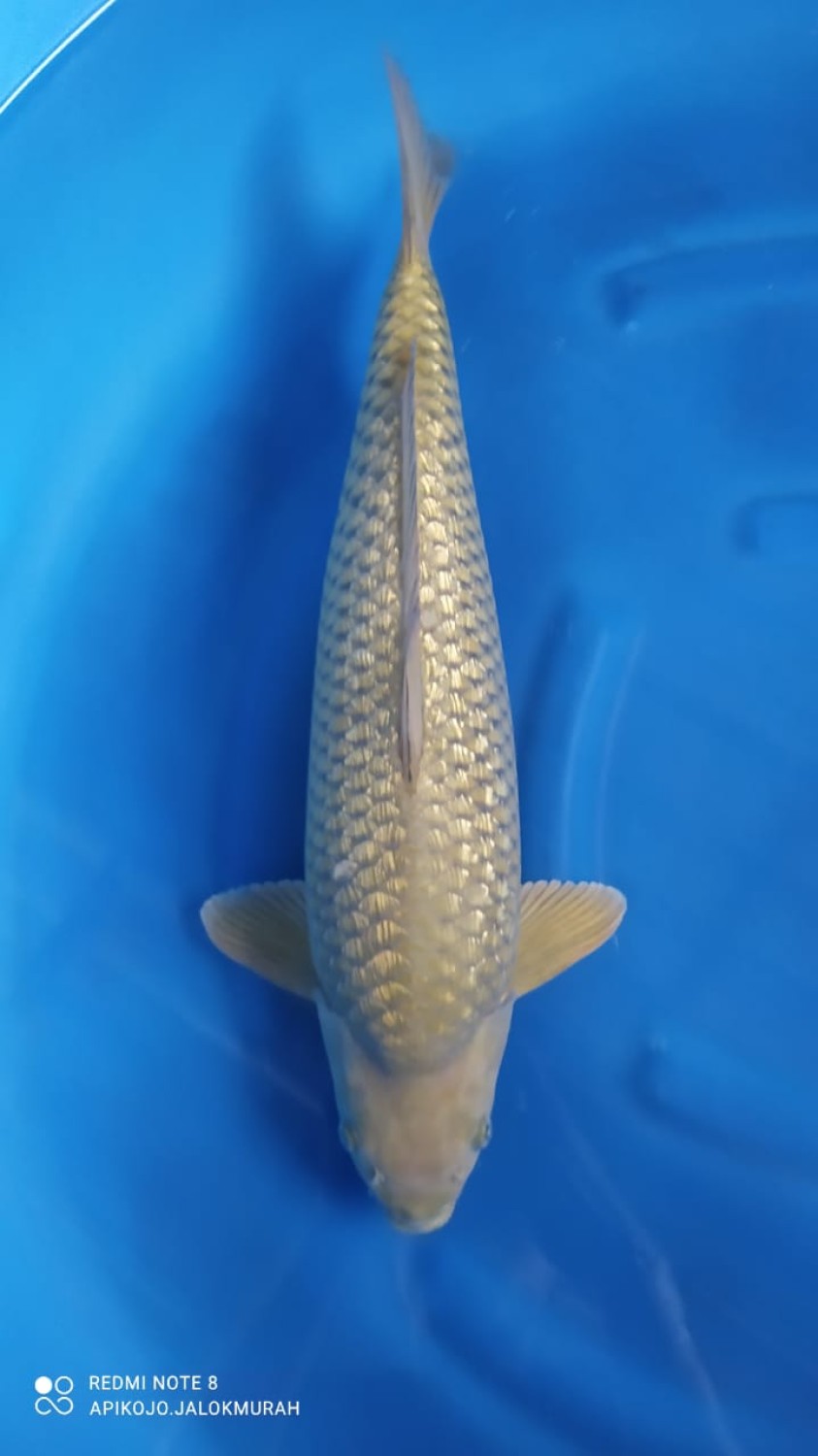 Best In Size E 51 - 55 cm