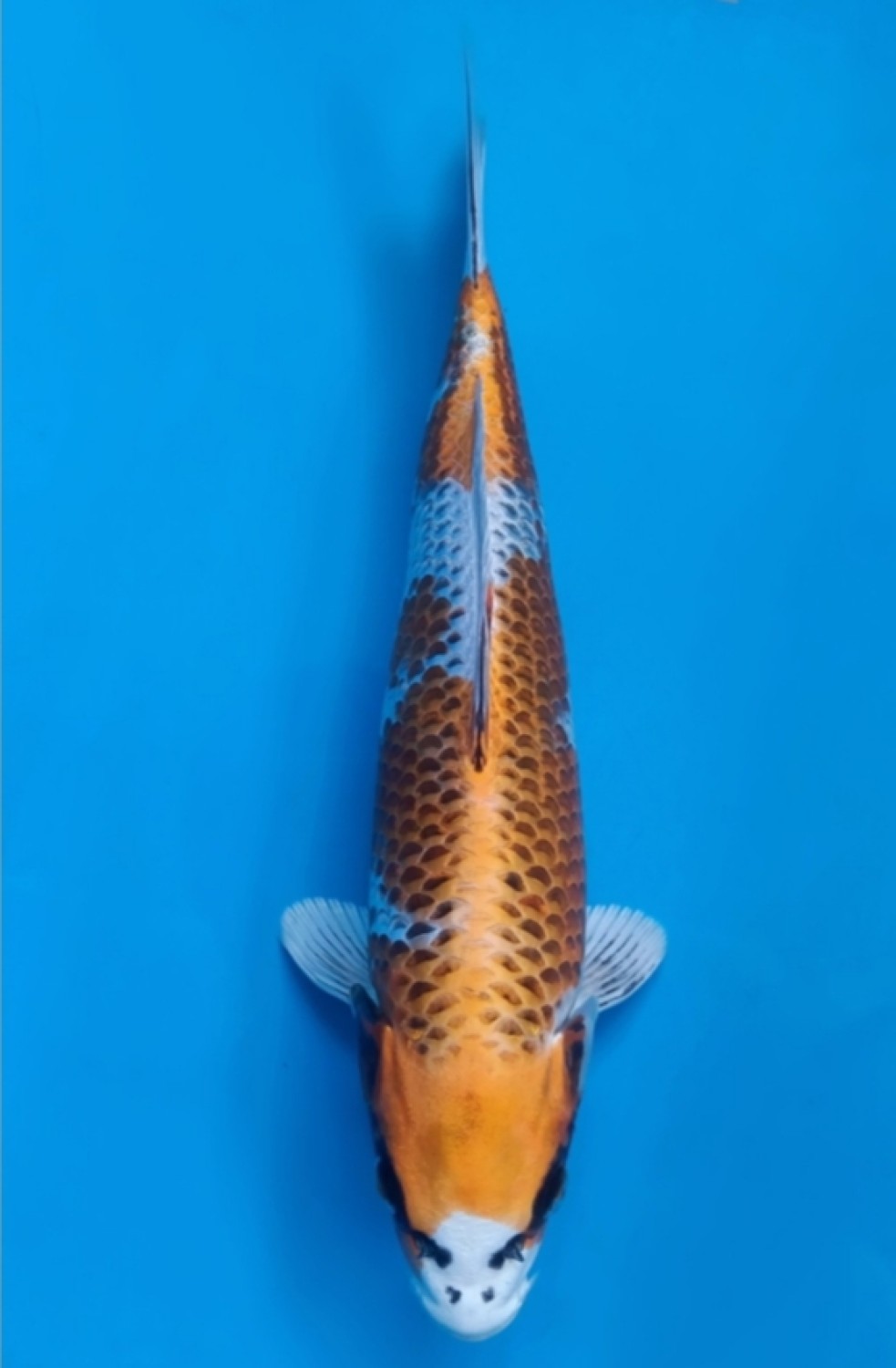 Juara 2