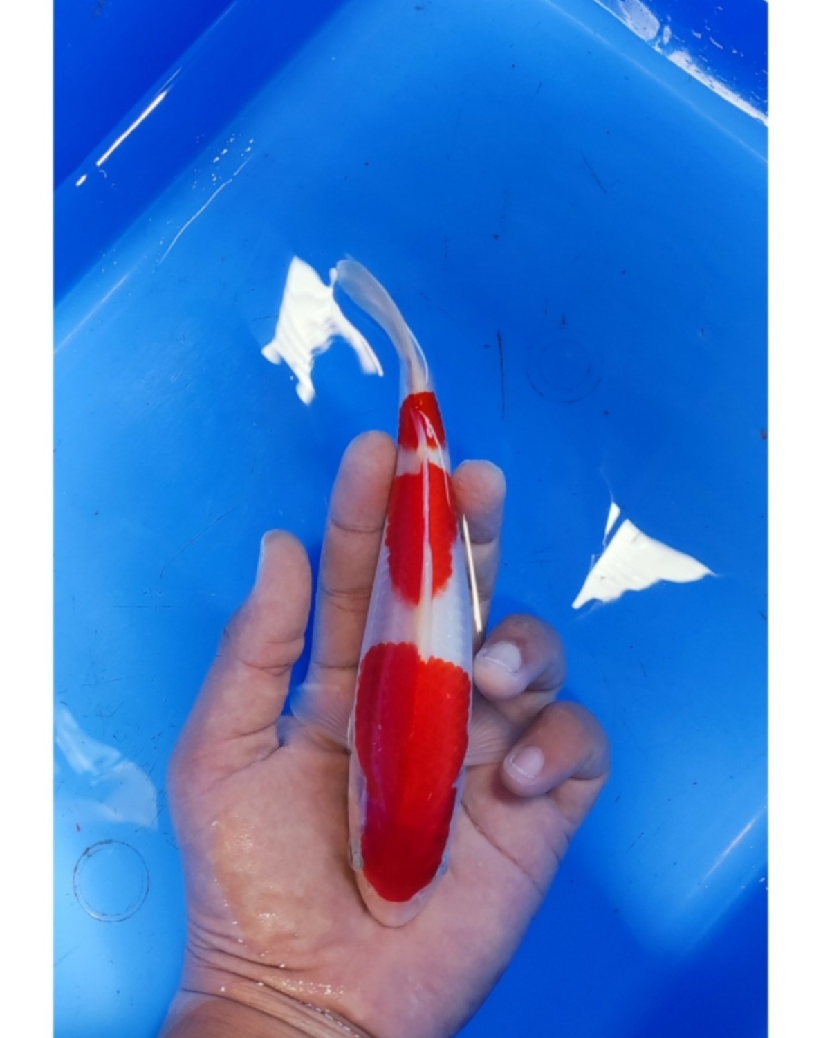 Juara 2