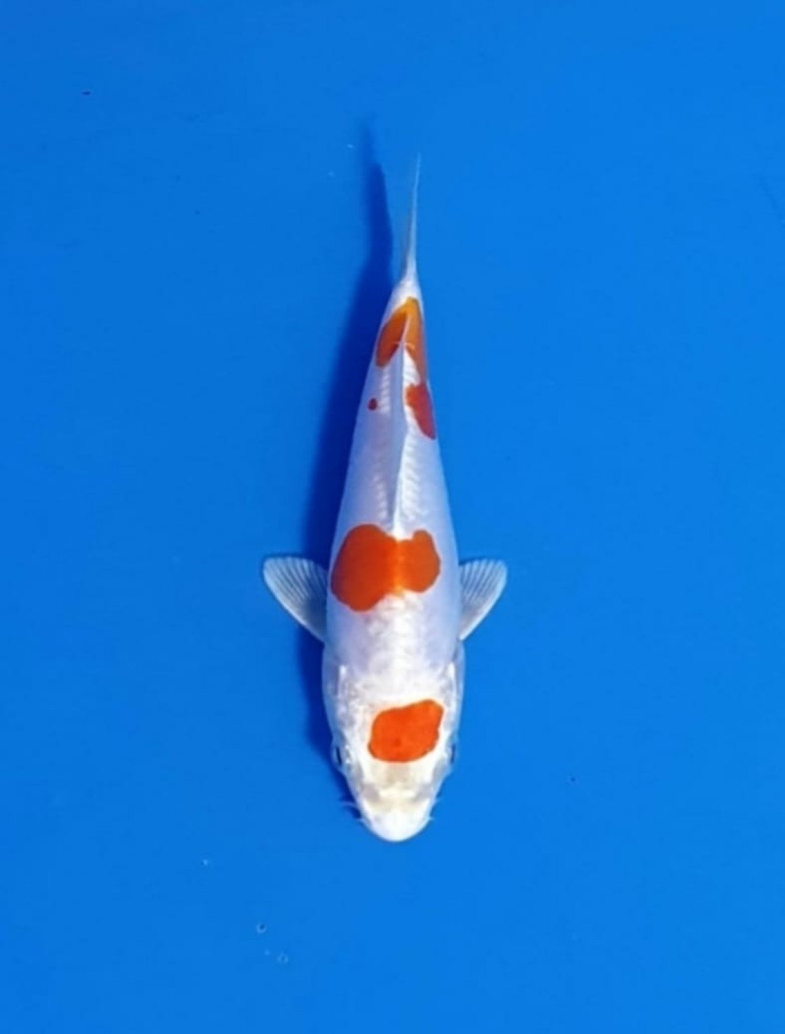 Juara 1