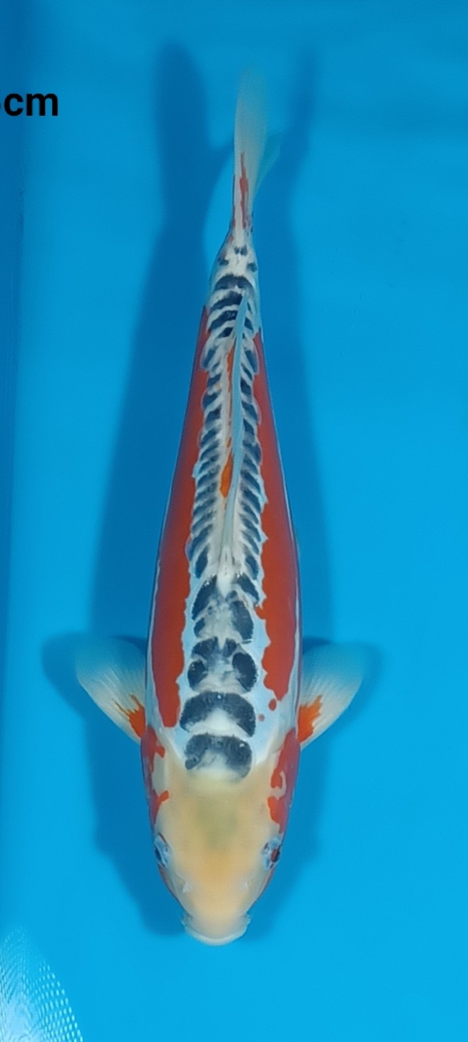 Juara 1