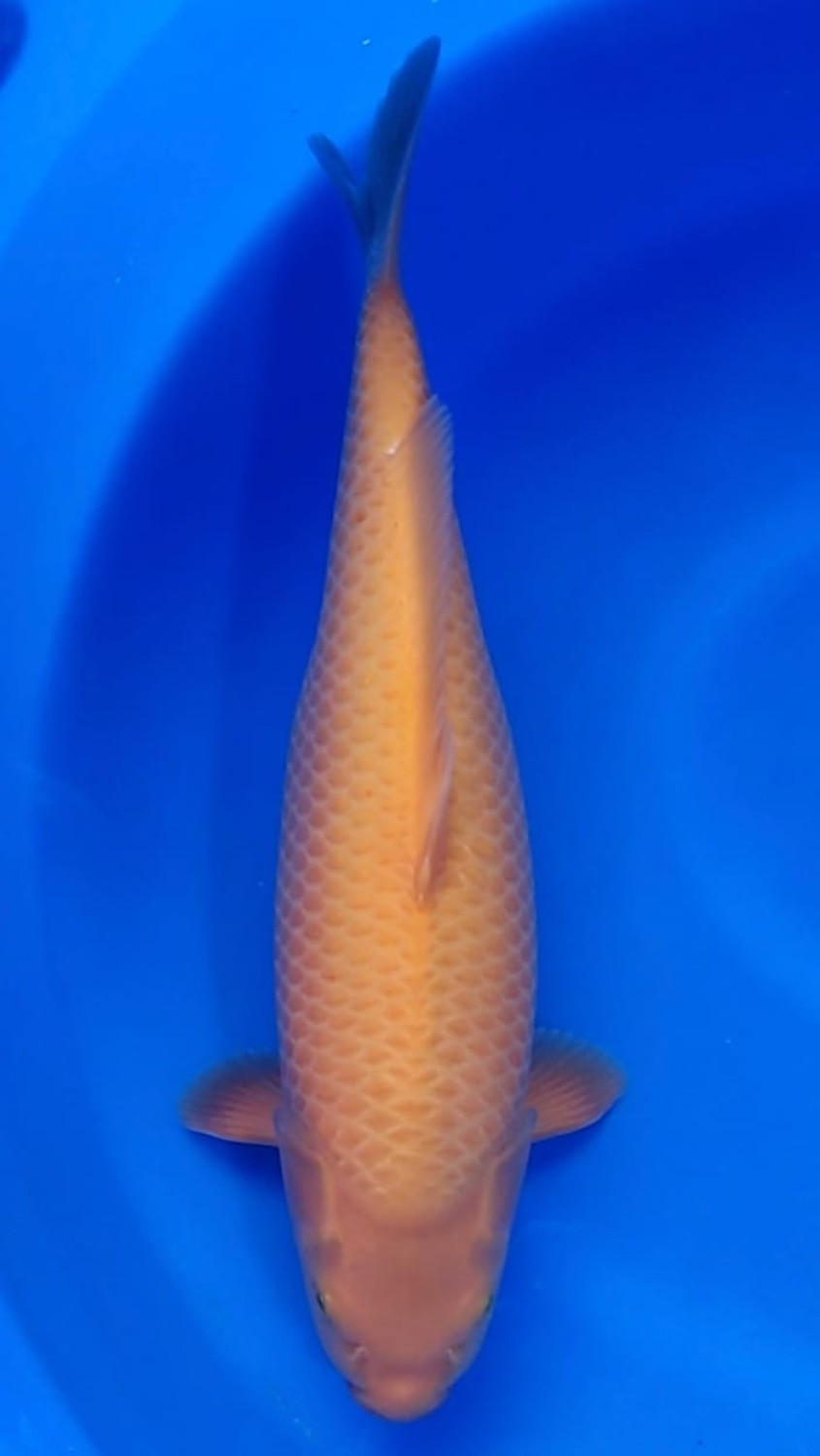 Juara 1