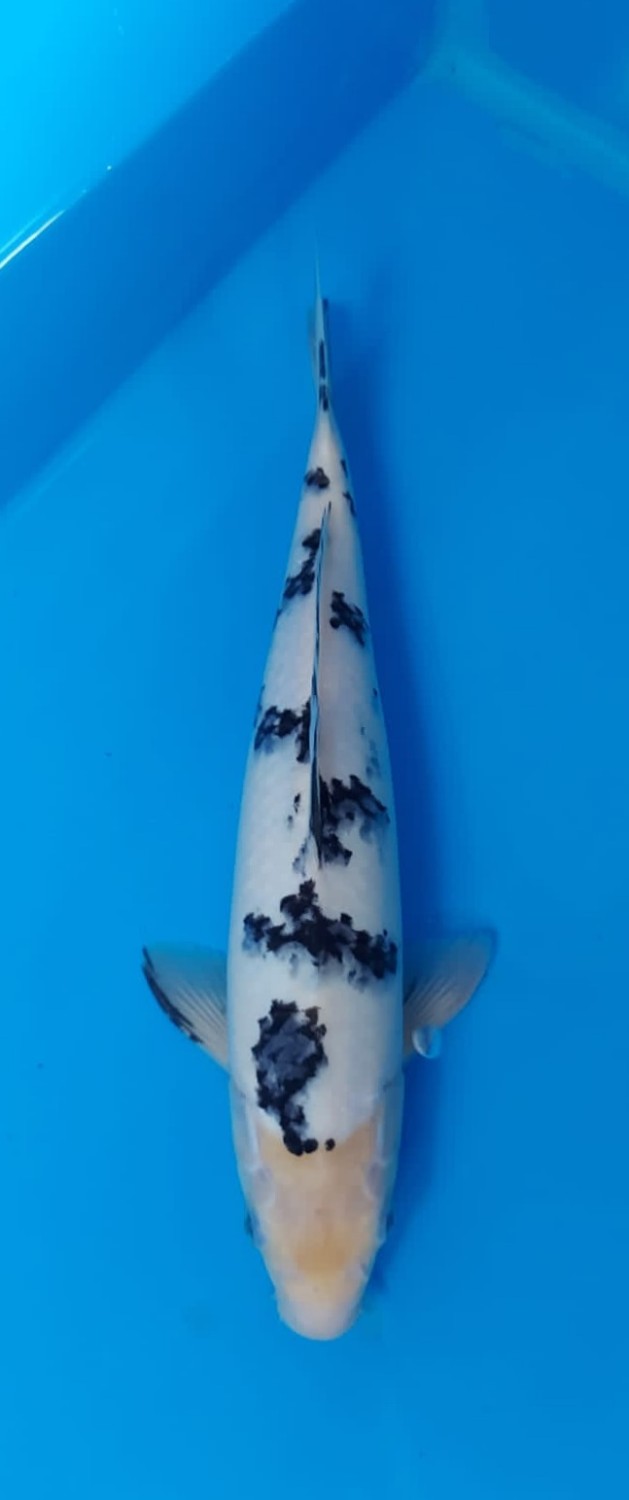 Juara 4