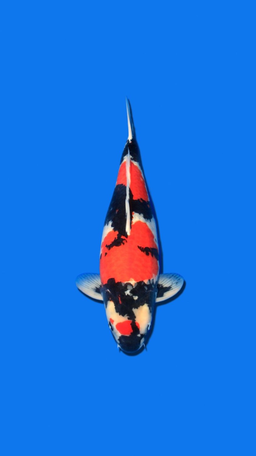 Juara 1