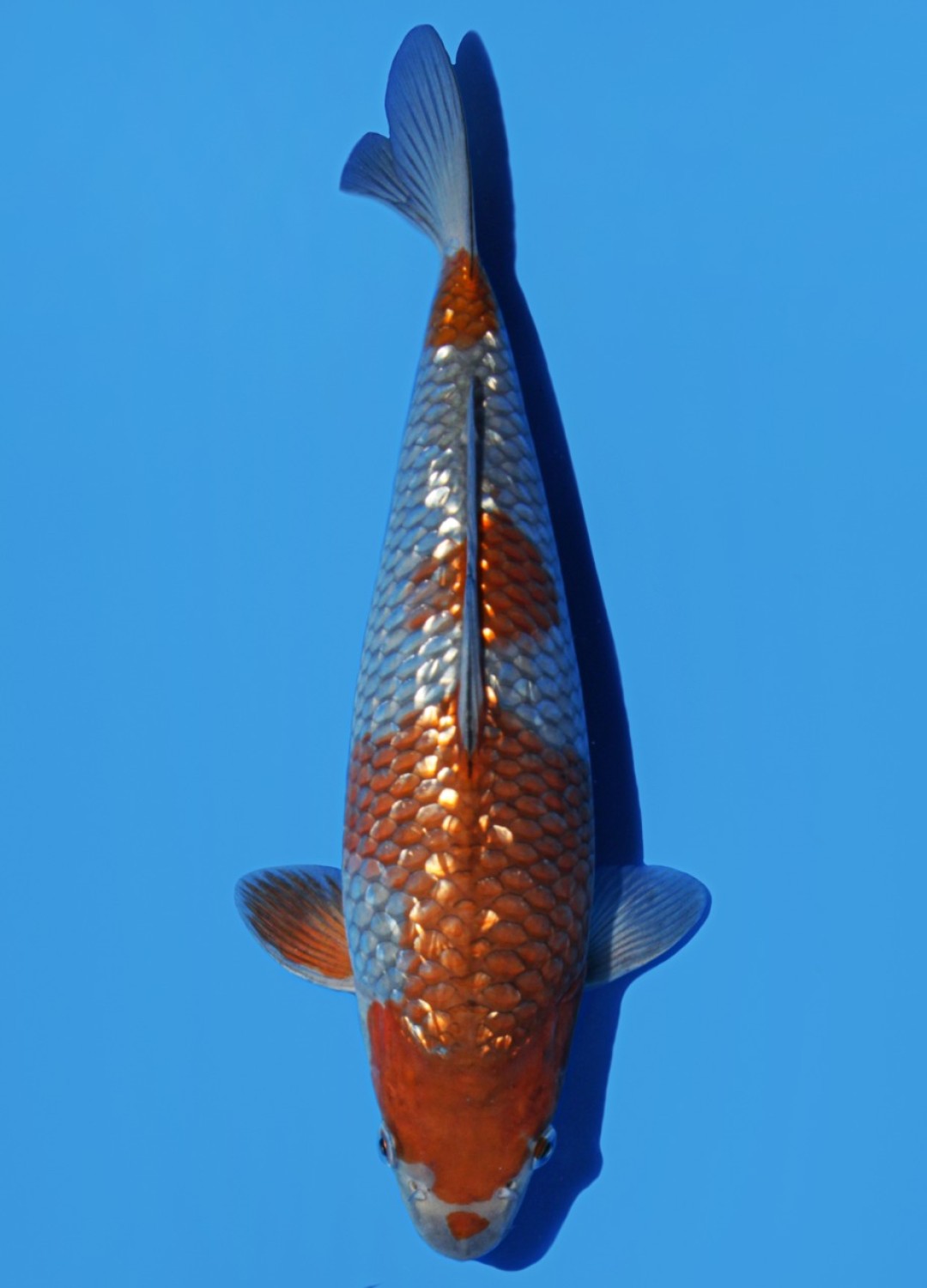 Juara 5
