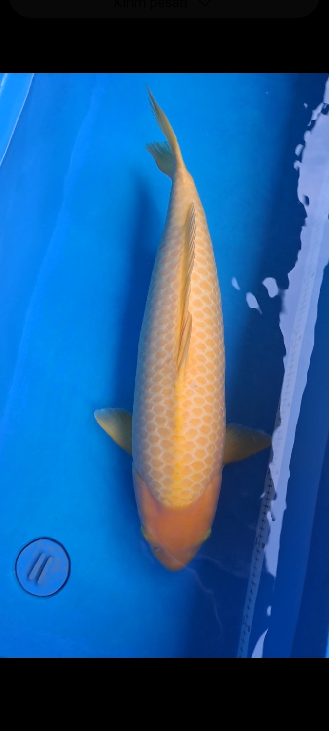 Juara 2