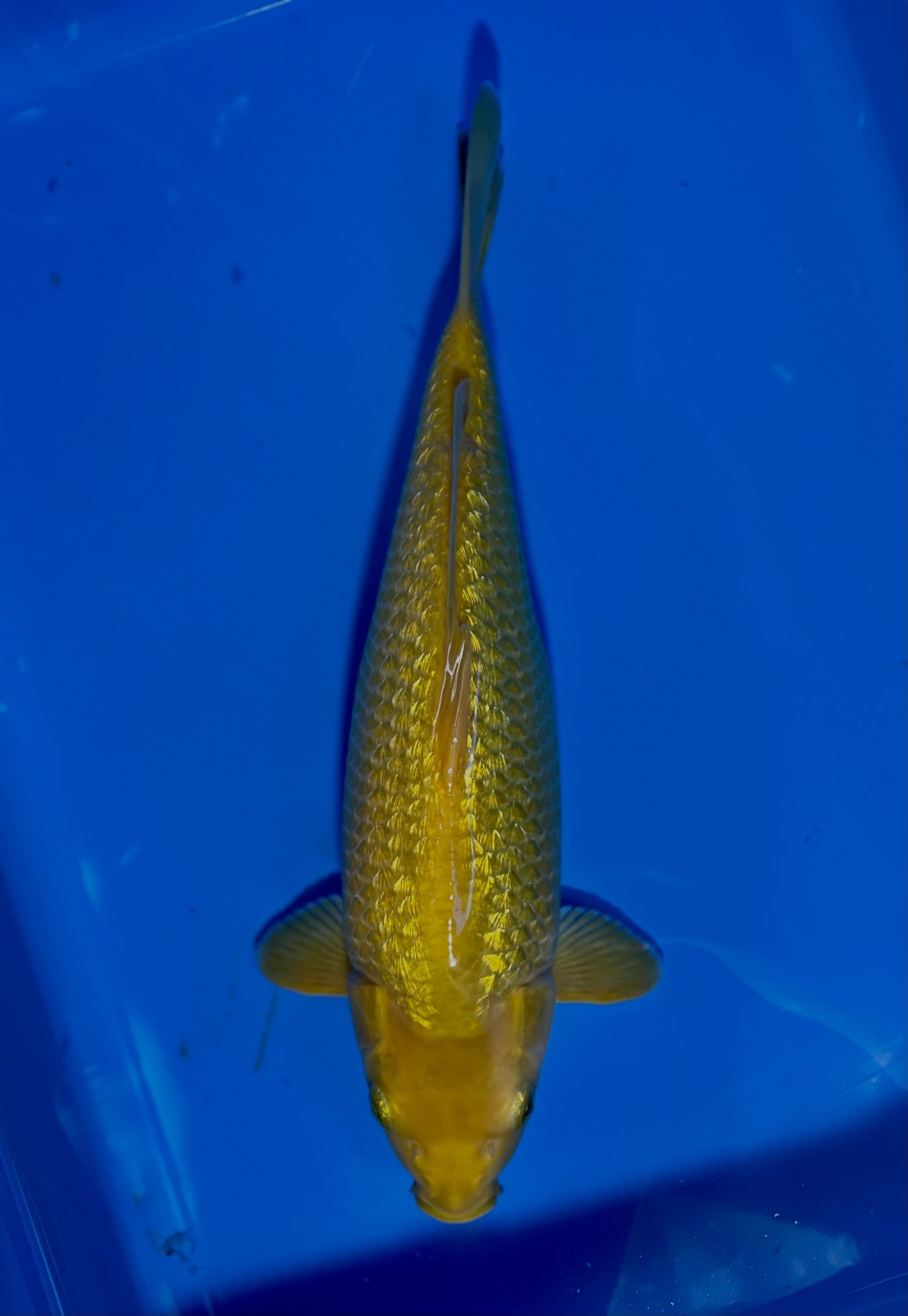 Juara 4